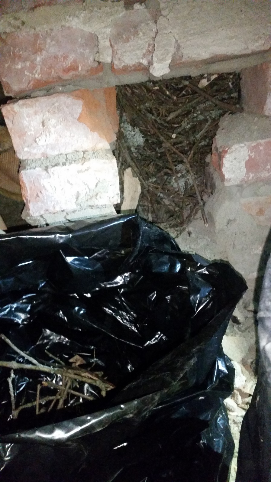 Borttagning av fågelbon